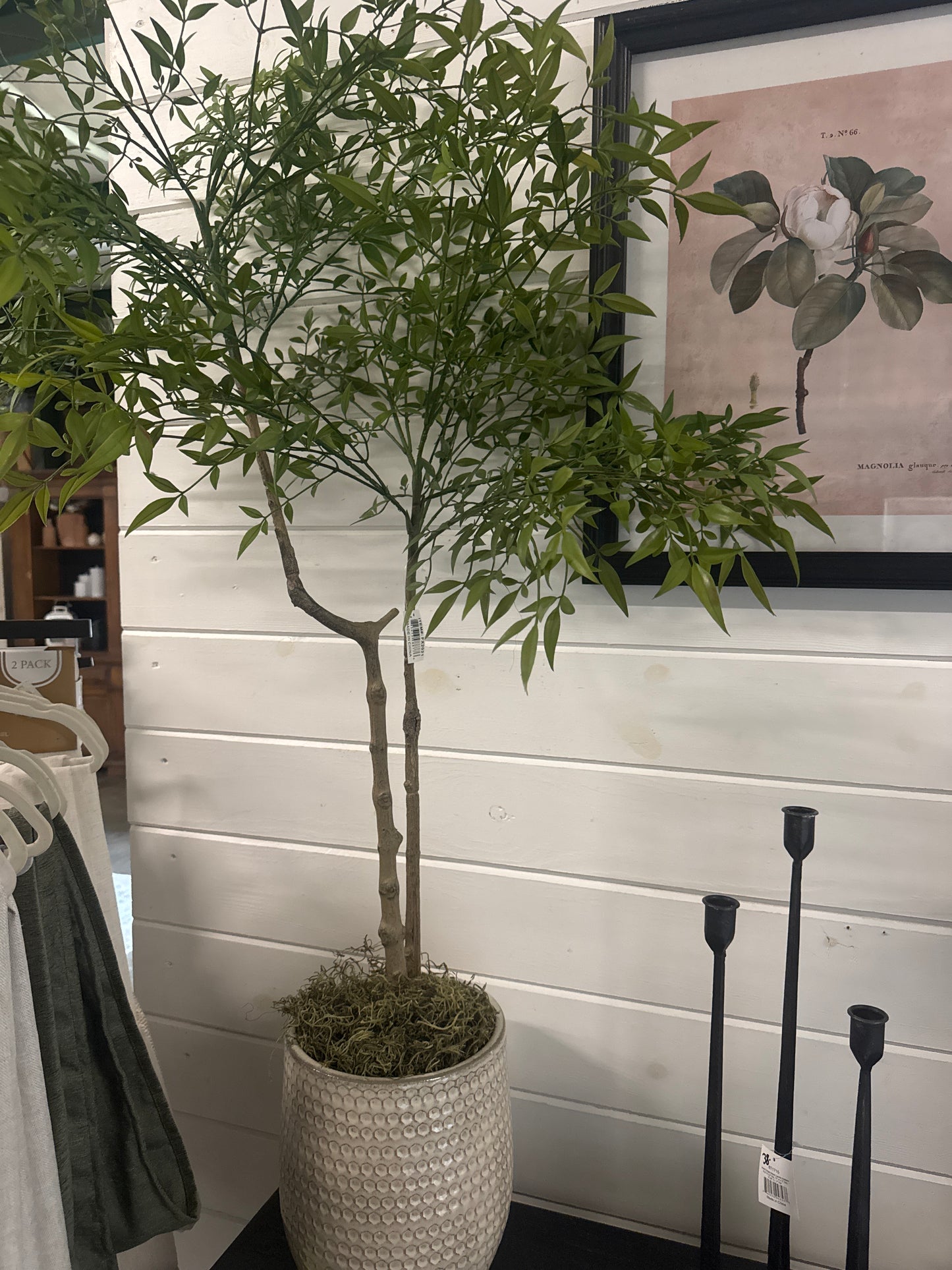 Potted Tree