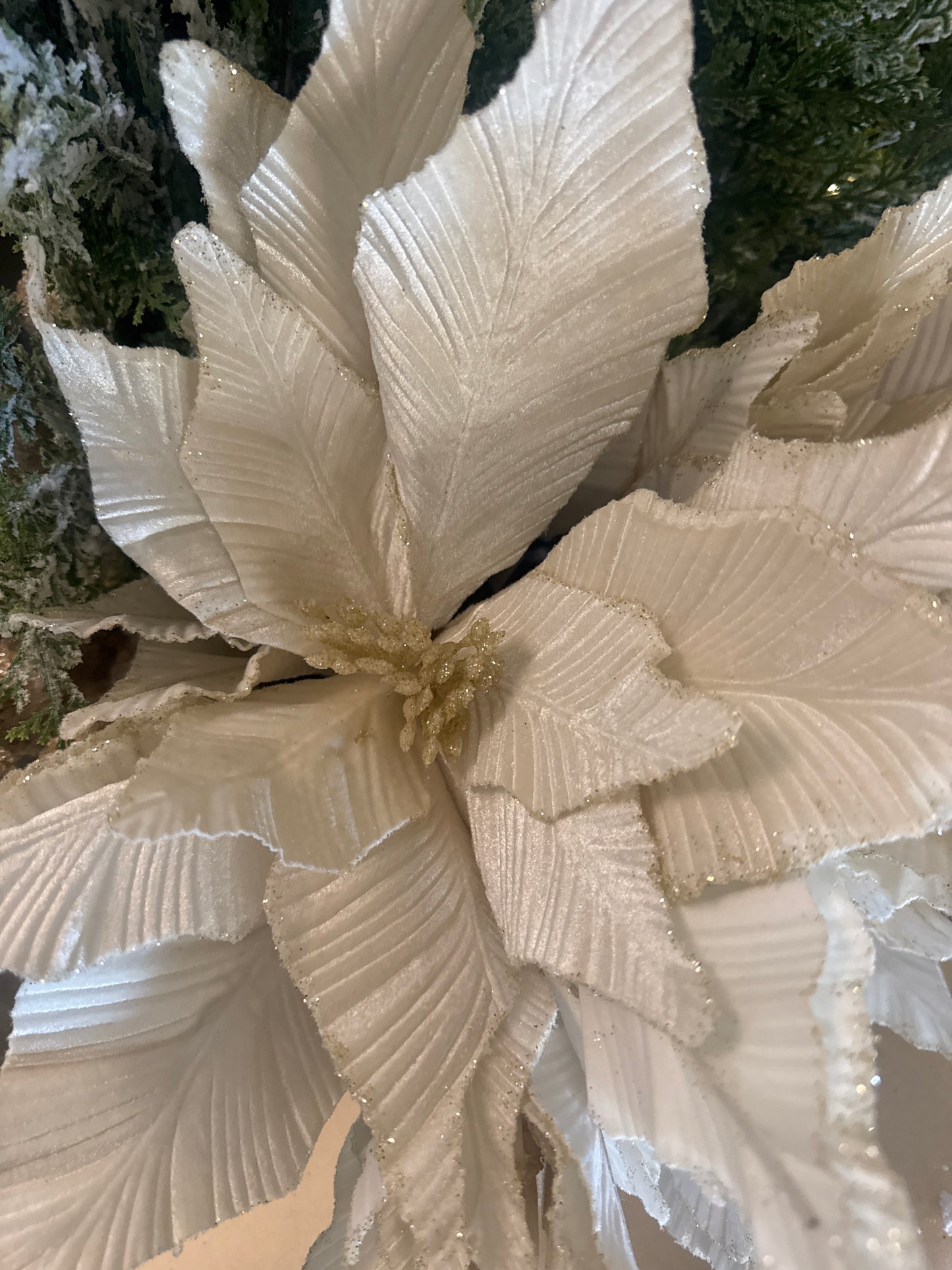 Cream Poinsettia