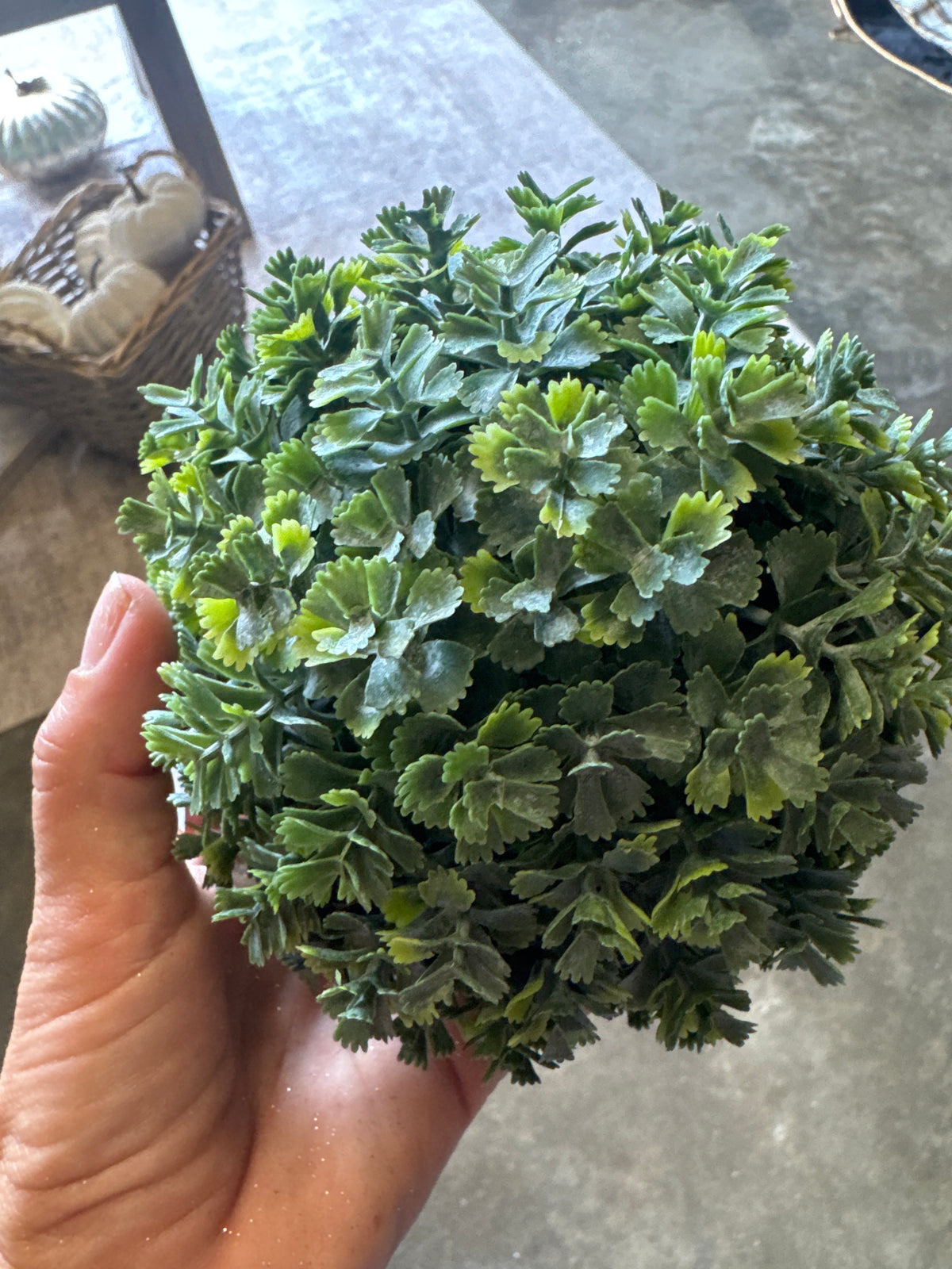Sedum Ball