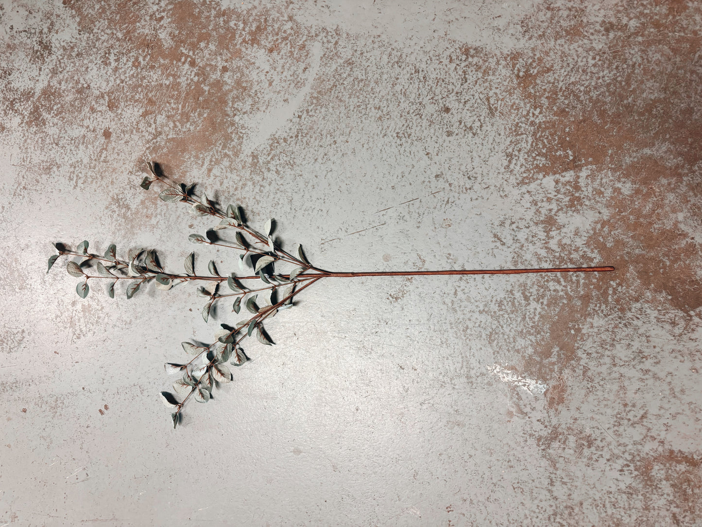 Light Green Eucalyptus Stem