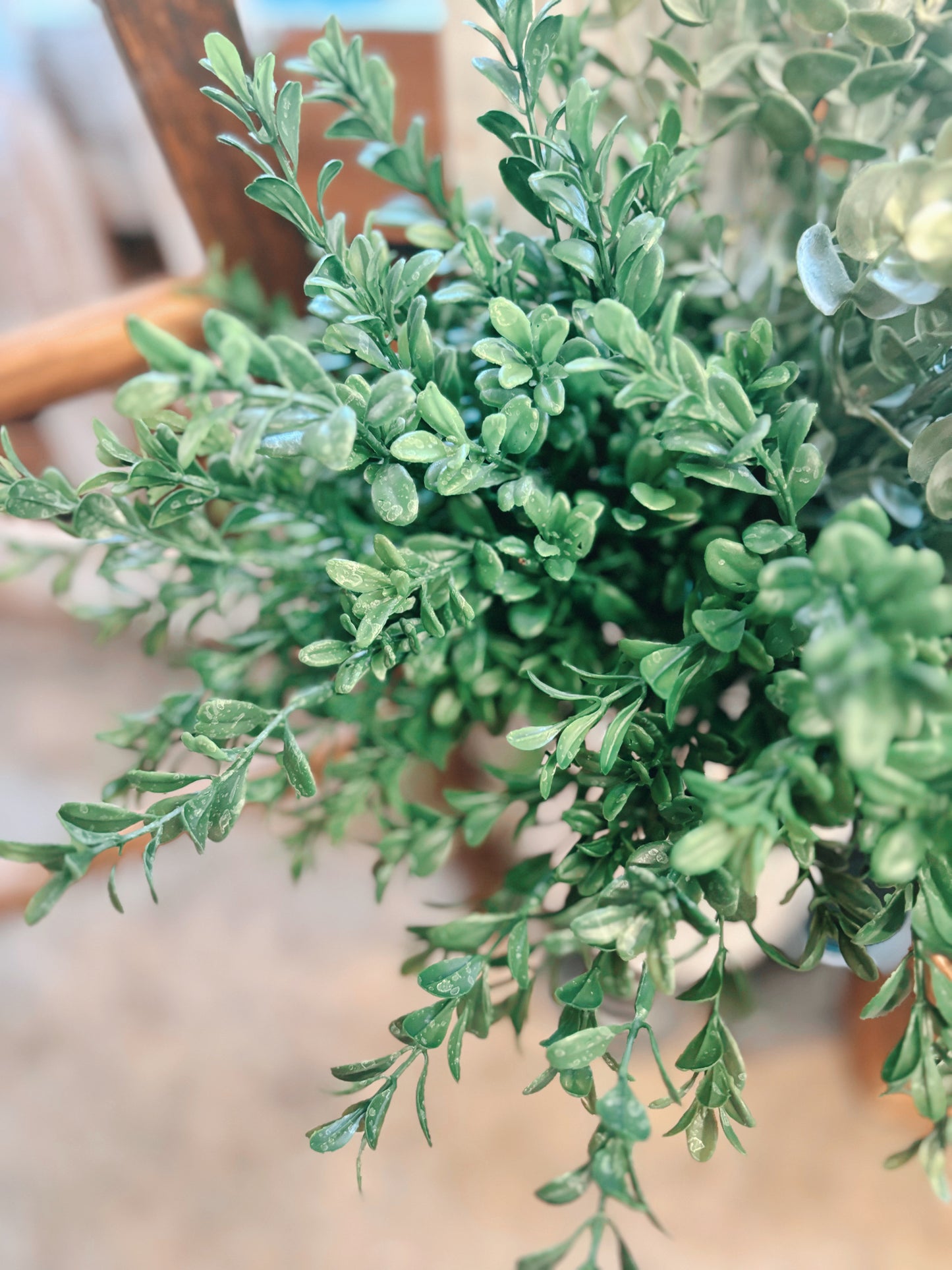Mini Boxwood Bush 12.9"