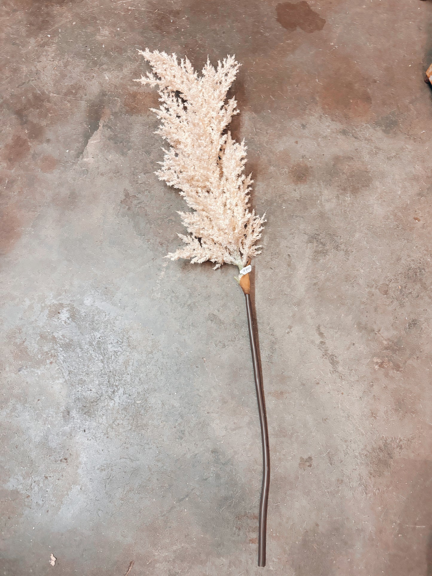 Pampas Stem