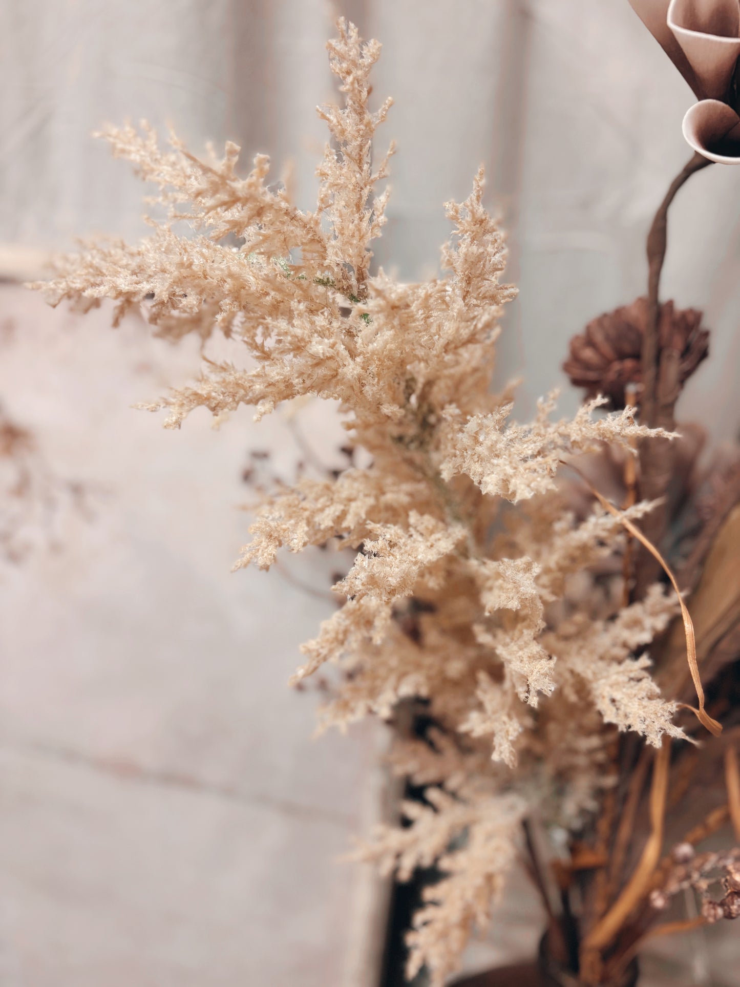 Pampas Stem