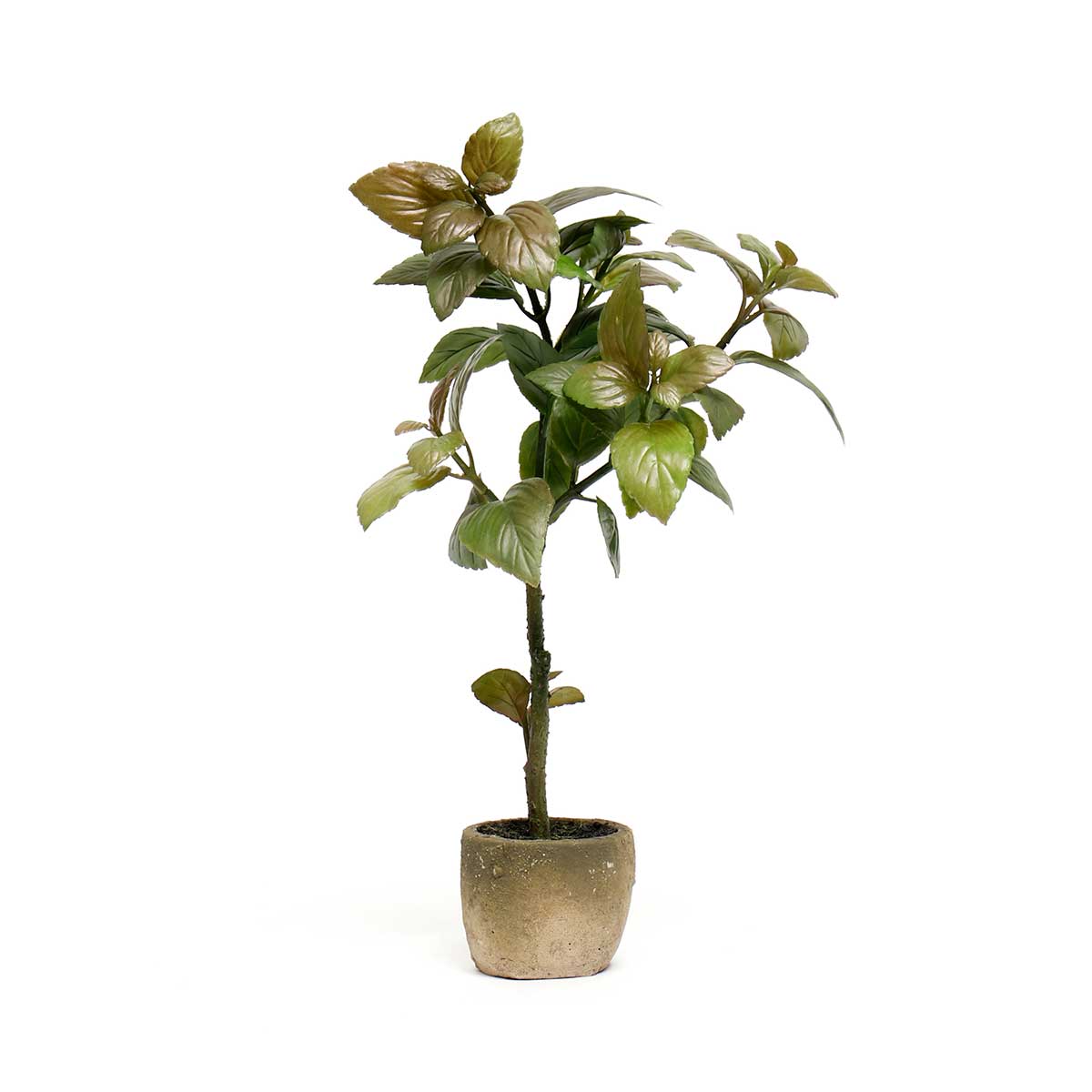 Potted Basil Tree