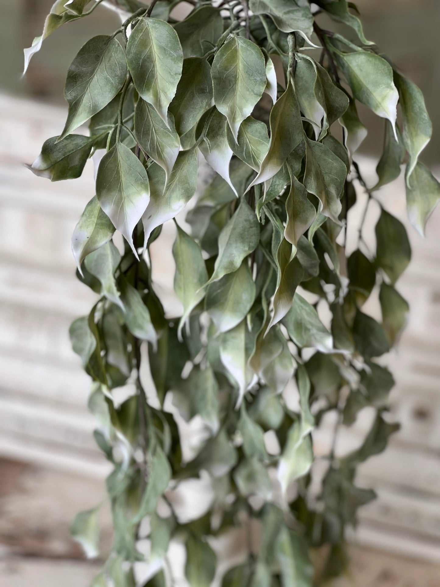 Gallivanting Greens Hanging Bush