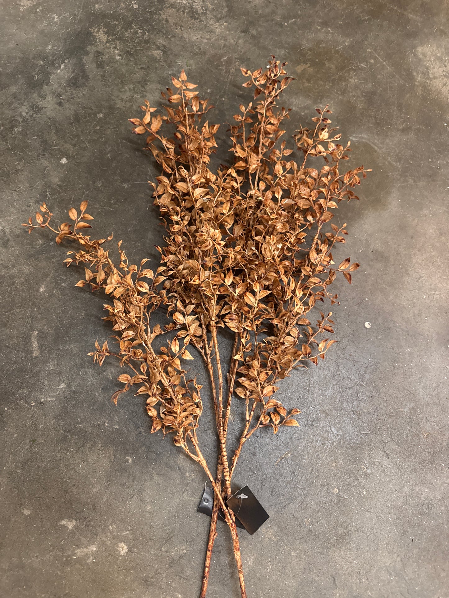 Long dried leafy stem