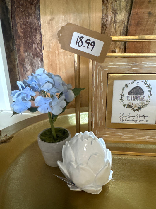 Blue Potted Hydrangeas