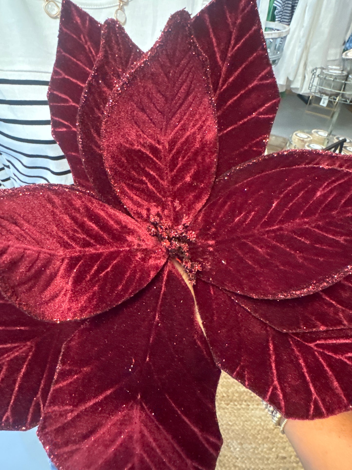 Maroon Poinsetta