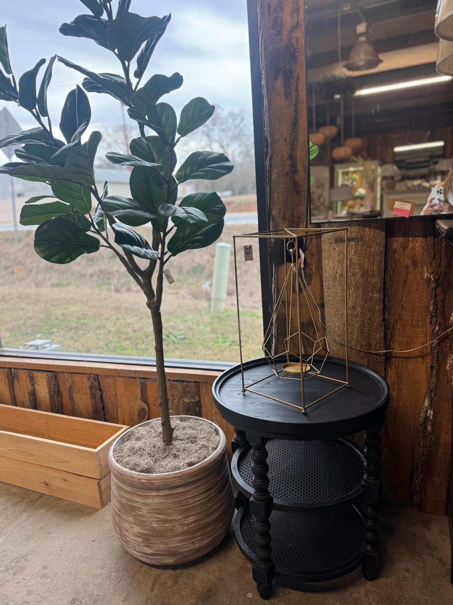 Fig Tree