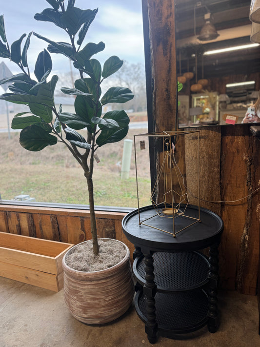 Fig Tree