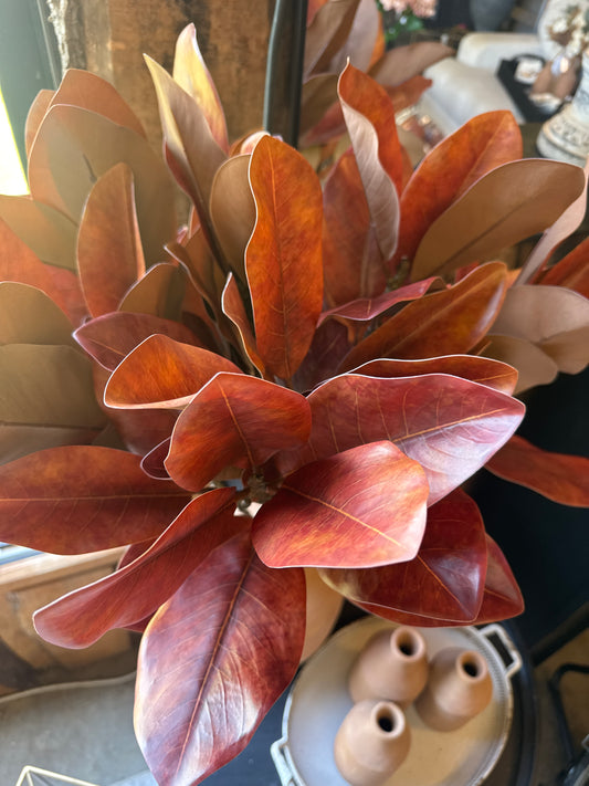 Orange Magnolia Stem
