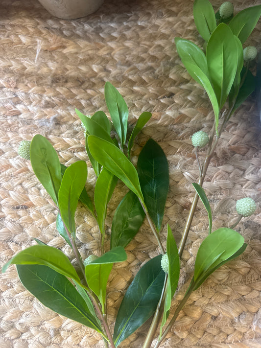 Lime Seed Stem