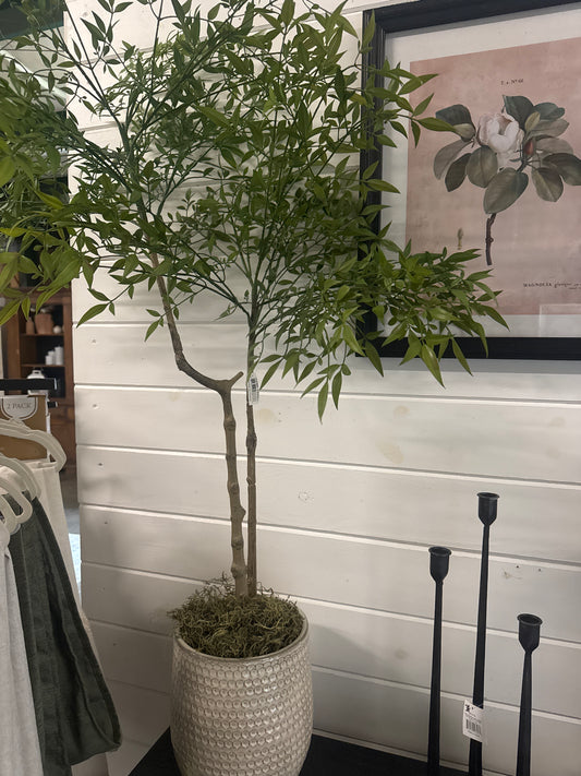 Potted Tree