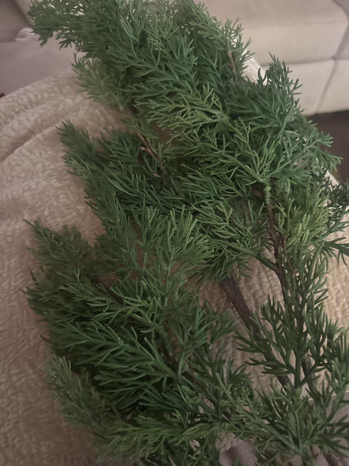 Cypress Pine Stem