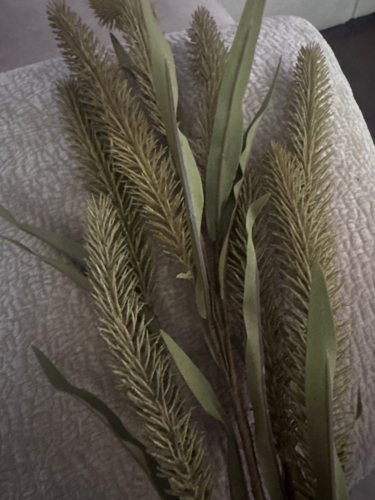 Foxtail Wheat