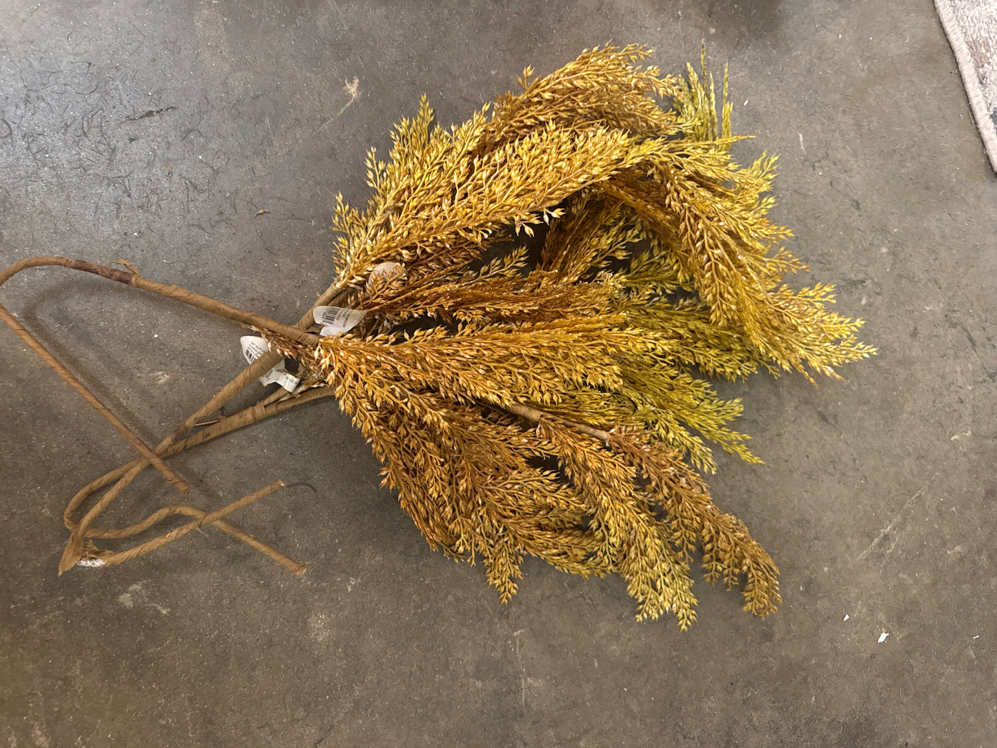 Mustard oat stem