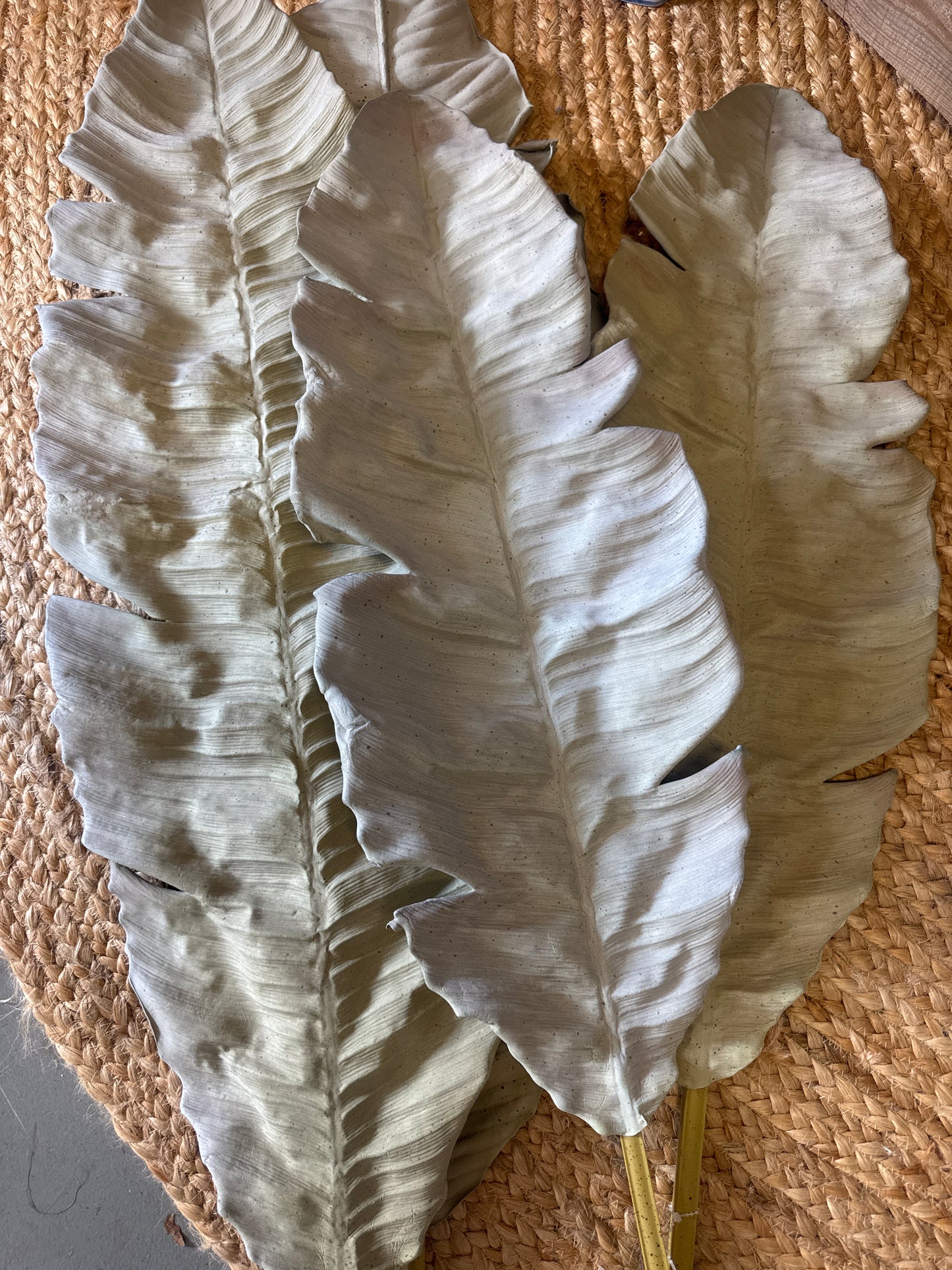 Eva Palms