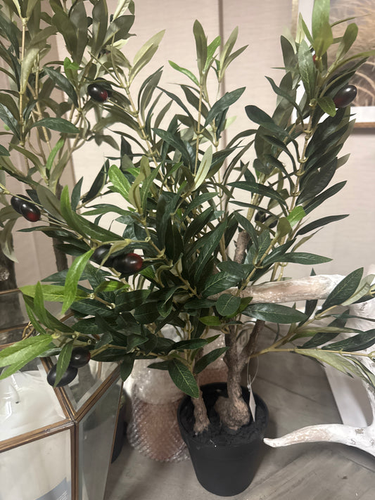 26” Olive Tree