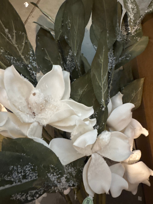 Snowy Magnolia