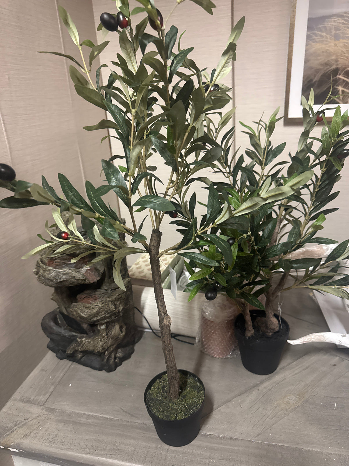 30” Olive Tree