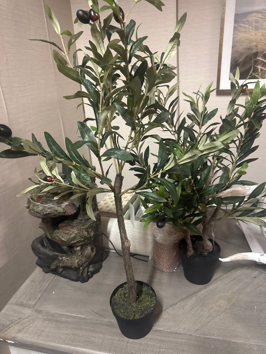 30” Olive Tree