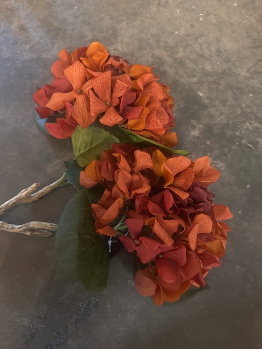 Rust hydrangea woody stem