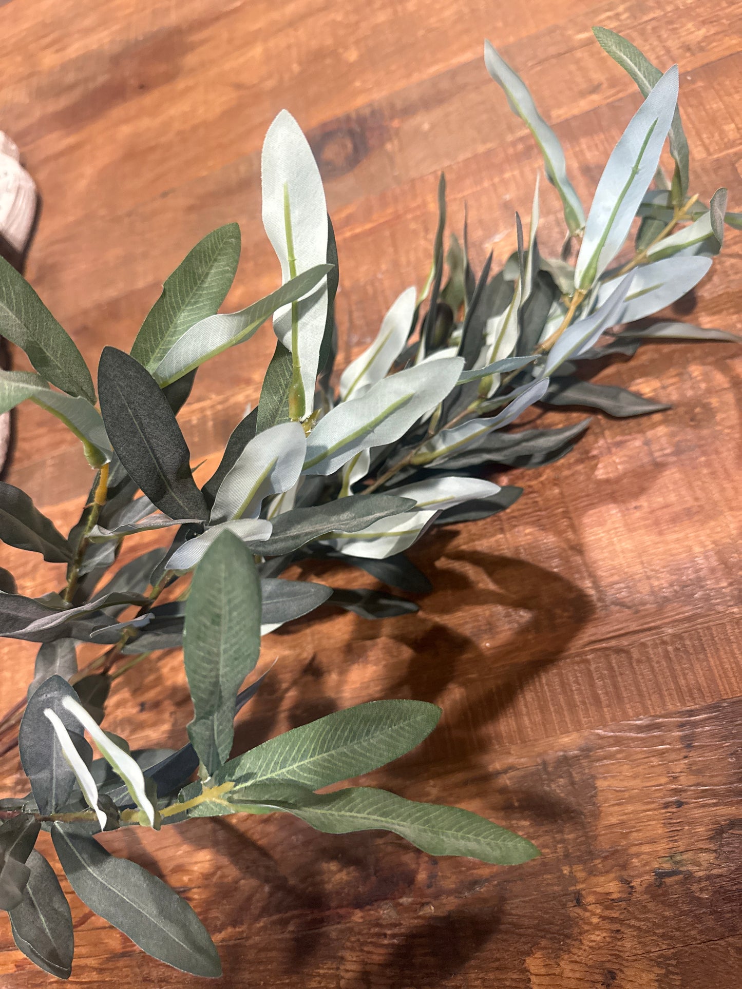 Olive Tree Branch
