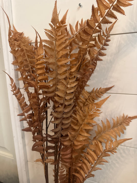 Dried fern stem