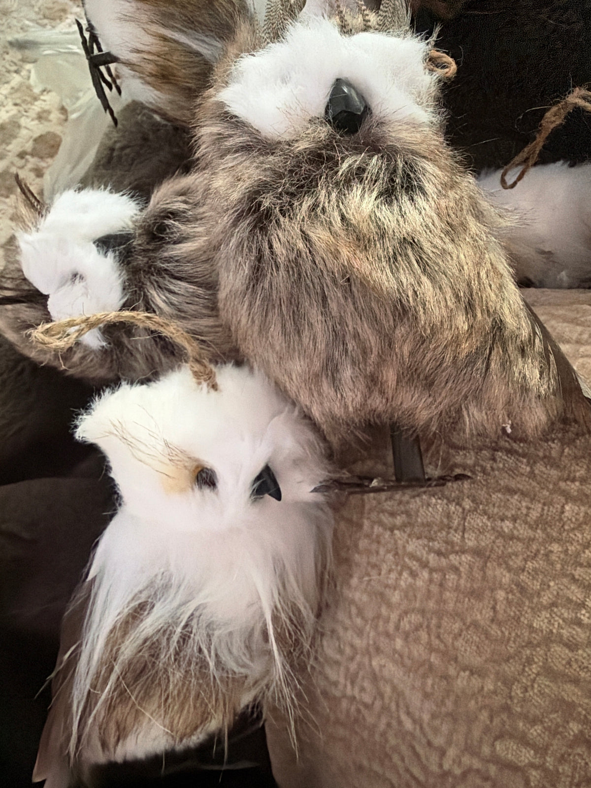 Small Owl Orn