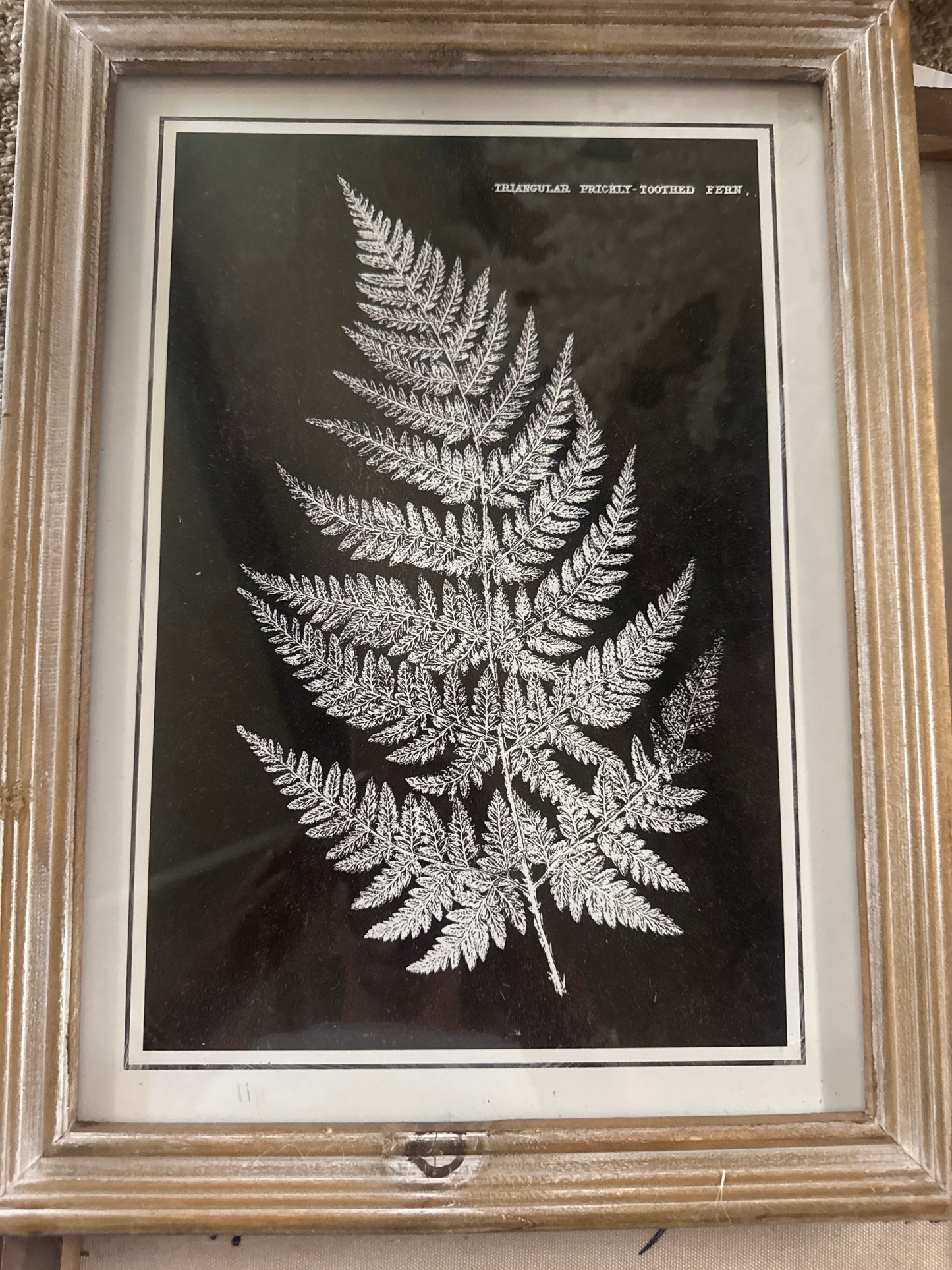 Wood Black Fern