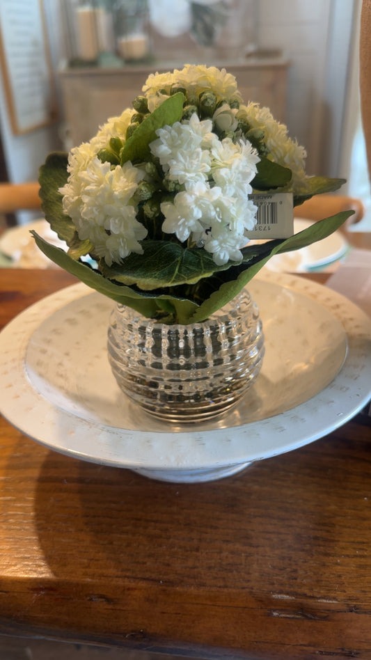 7.5” White Kalanchoe